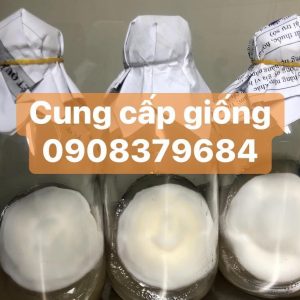 Giống Nấm Đông Trùng Hạ Thảo